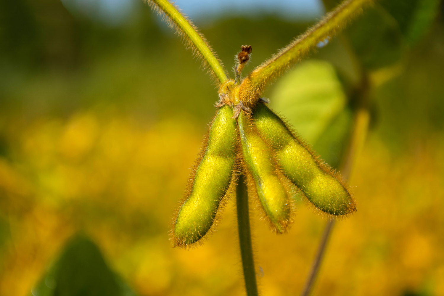 soja-transg-nica-hace-mejor-fotos-ntesis-y-es-m-s-productiva-agro-bio